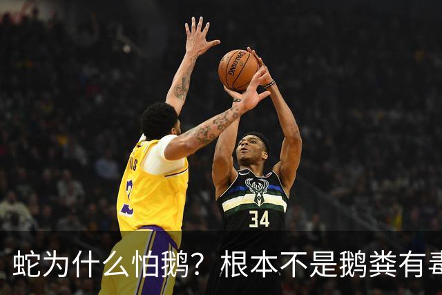 蛇为什么怕鹅？根本不是鹅粪有毒！真正原因是大鹅三大绝杀技能
