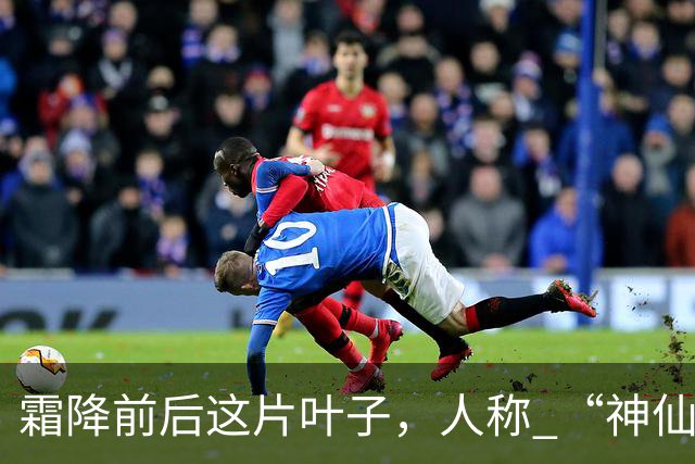 霜降前后这片叶子，人称 “神仙叶”！晒干熬汤泡水喝，润肺疏肝！